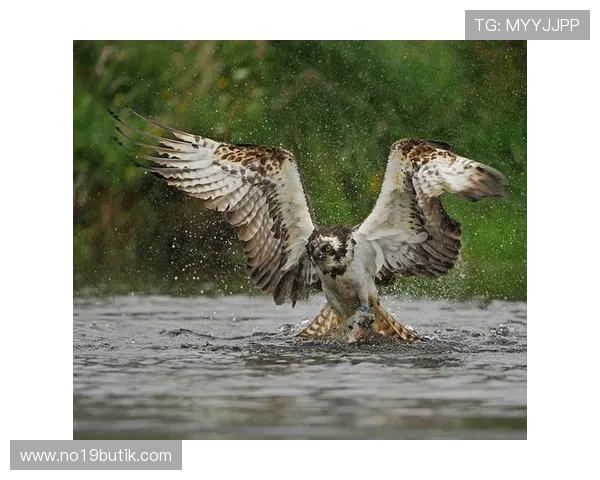 如何在PA捕鱼王平台提升捕鱼技巧，成为环游捕鱼大赛冠军